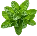 Mint Leaves (Pudina)