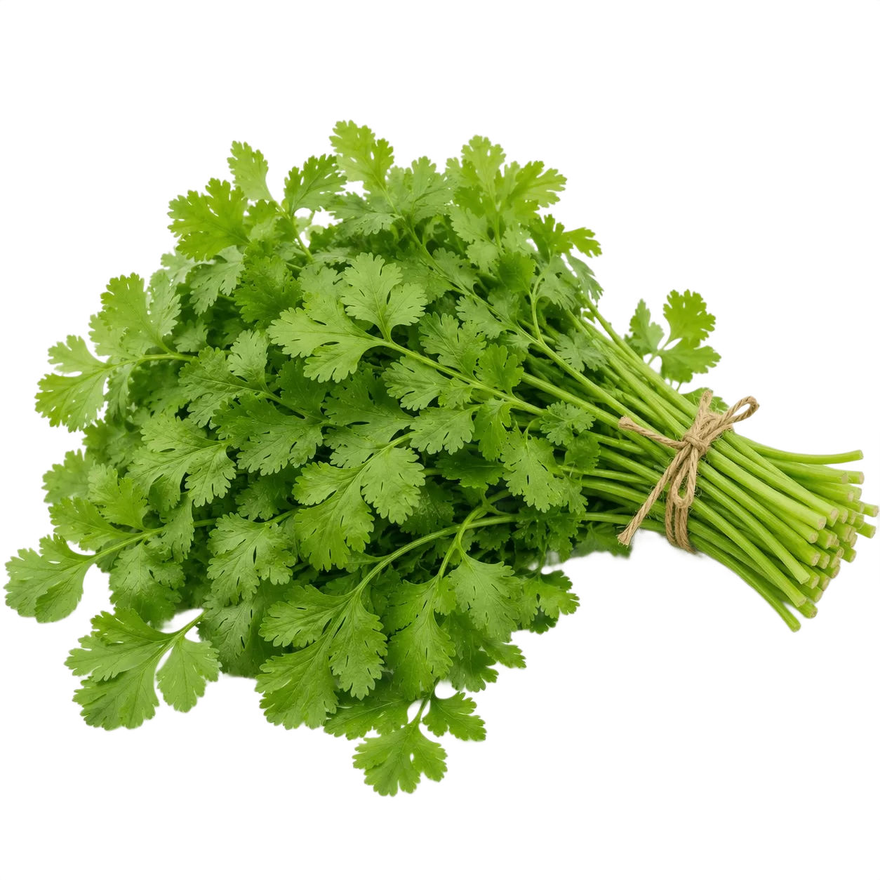 Coriander
