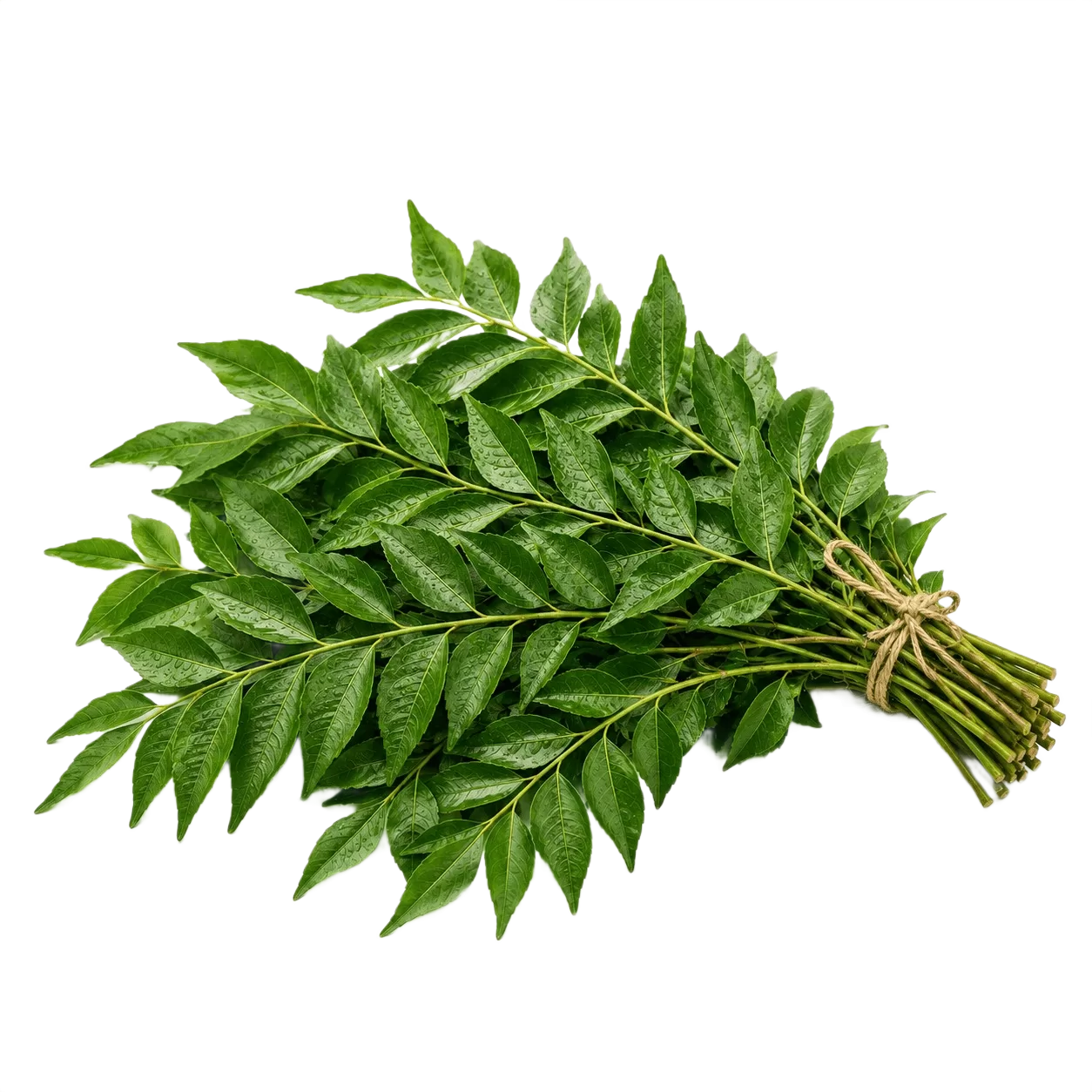 Curry Leaves