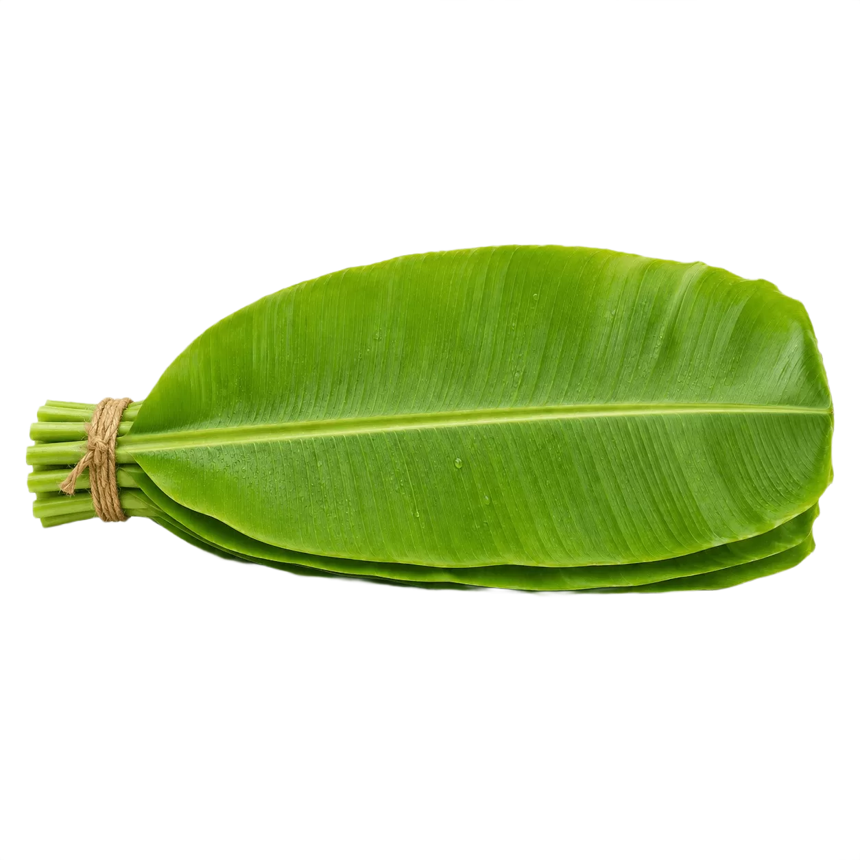 Banana Leaf