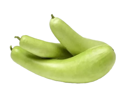 Bottle Gourd